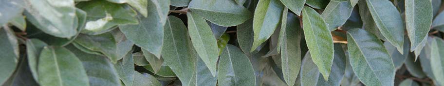 De bekende grijsbladerige olijfwilg