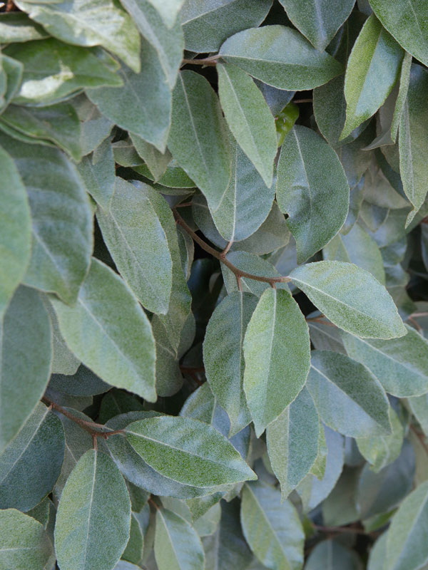 grijsgroene blad van de Elaeagnus ebbingei