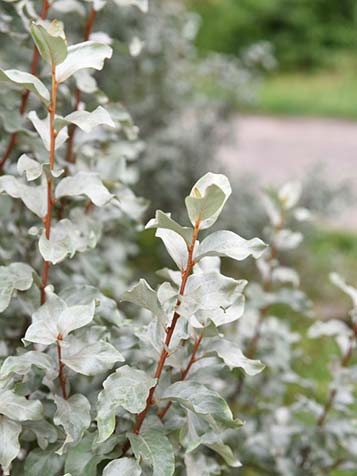 Olijfwilg bronze twijgen en grijsgroen blad