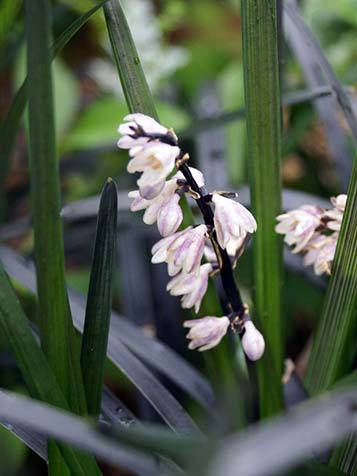de bloemen van de ophiopogon niger