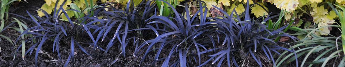 De donkerbladerige opiopogon aanplanten