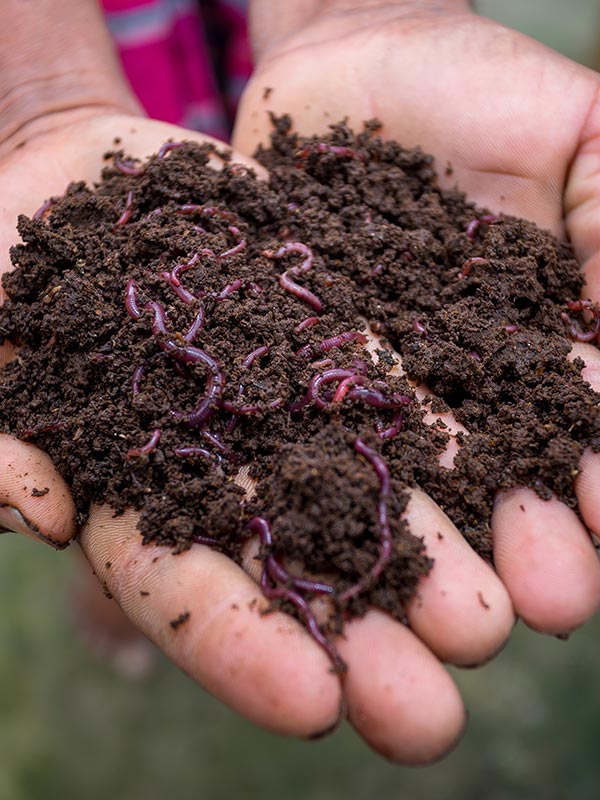 organische mest korrels mogen nooit in het plantgat gestrooid worden, altijd boven op de grond aarde