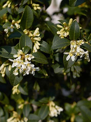 Ook voor een haag is de Osmanthus burkwoodii prima geschikt