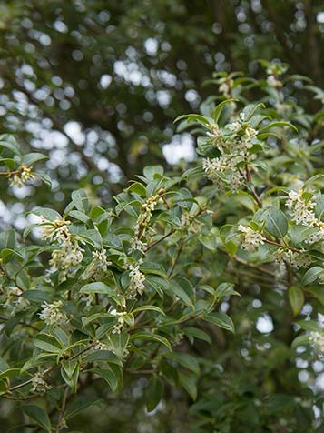 In het voorjaar bloeit de Osmanthus burkwoodii met geurende witte bloesem