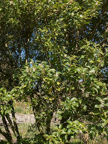 Osmanthus burkwoodii kan op zowel een zonnige als schaduwrijke standplaats prima groeien