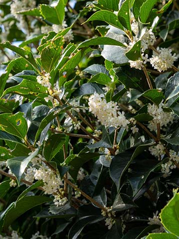 hoeveel osmanthus per meter planten voor een haag 