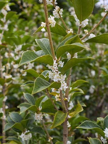 osmanthus burkwoodii kan in de zon of in de schaduw in goede grond of bodem