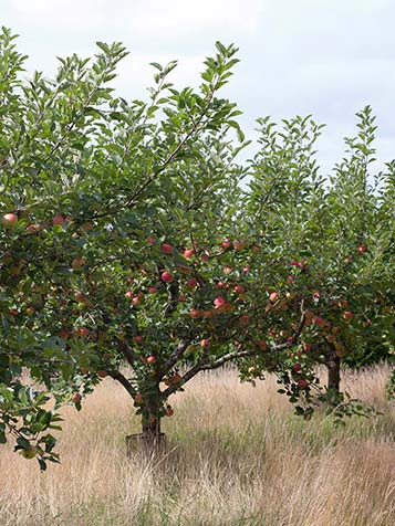 De malus domestica is een echte fruitboom die al heel lang in cultuur is