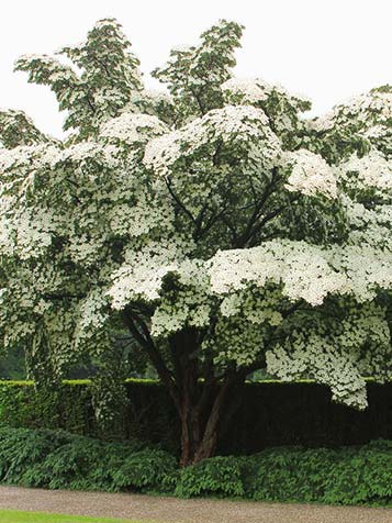 Een volwassen plant bloeit zeer rijk met een overdaad aan bloemen die gedragen worden door waaiervormige takken