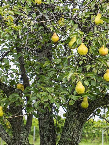 Snoeien van een oude perenboom moet iederjaar in de winter