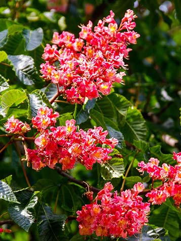 Vrij snel na het ontluiken van de knoppen in het voorjaar staat de boom in bloei met kaarsvormige bloemtrossen