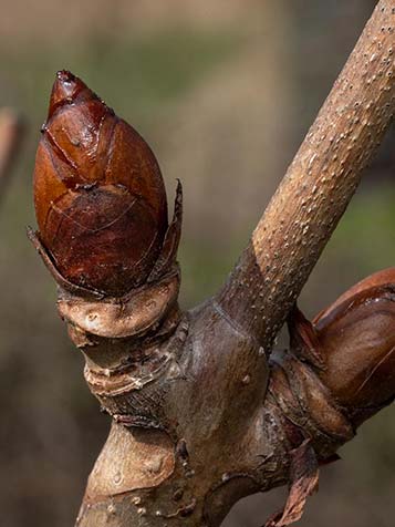 In het voorjaar zwellen de knoppen van de paardenkastanje op en ontluikt het prachtige blad vroeg in het seizoen