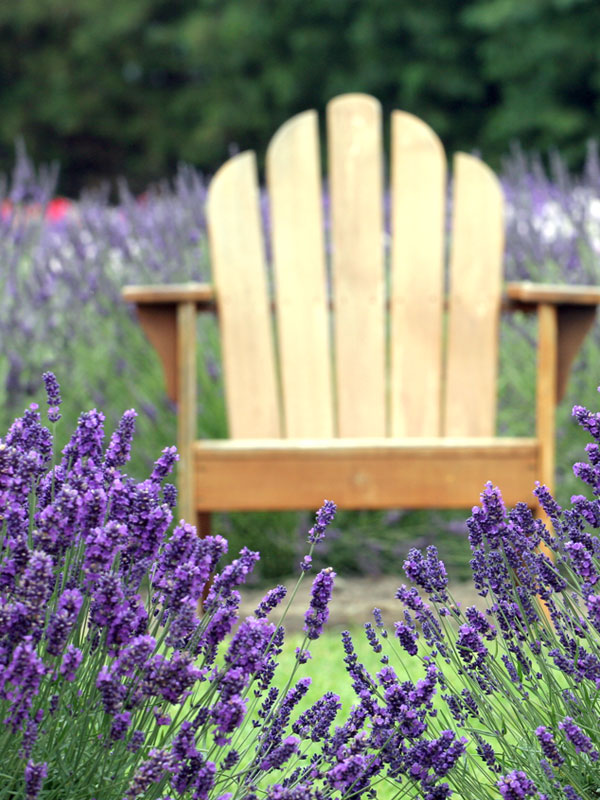 Tussen de lavendel waan je jezelf bijna in Zuid-Frankrijk