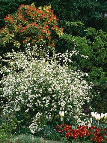 De witte bloemen van de exochorda zijn opvallend en over de hele tak verspreid
