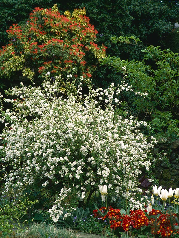 De witte bloemen van de exochorda zijn opvallend en over de hele tak verspreid