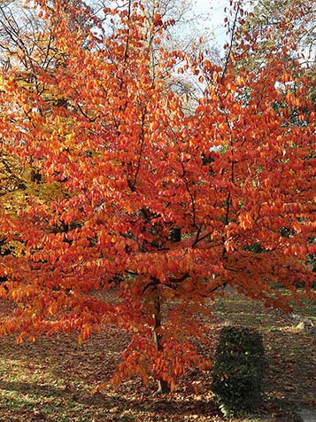 Perzische ijzerhout of vlamboom is de nederlandse naam voor parrotia persica