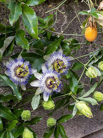 De bloemen van passiebloem zijn erg fraai om te zien