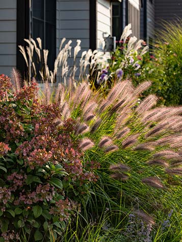 Pennisetum zijn er in verschillende soorten en pas wel in elke tuin