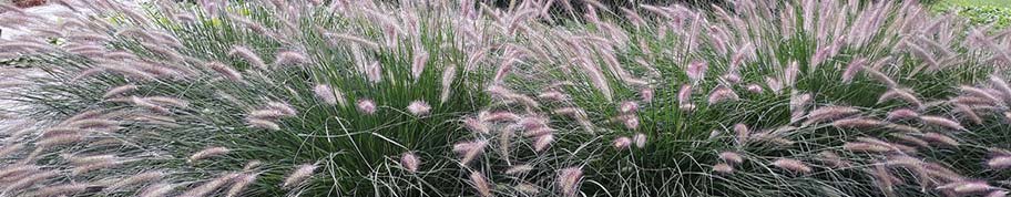 pennisetum is niet wintergroen maar wel winterhard met pluimen