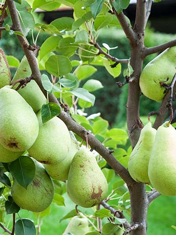 Pyrus communis kent vele variëteiten met zowel grote vlezige peren als kleine peren met vast vruchtvlees ook wel stoofperen genoemd