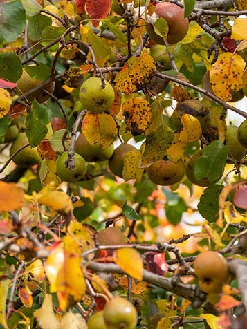 De vruchten van een Pyrus communis zijn plukrijp richting het najaar