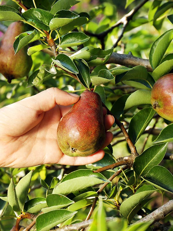 Verse peren uit eigen tuin plukken met uw perenboom