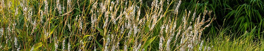 persicaria amplexicaulis is een gemakkelijke tuinplant met witte of rode bloemen