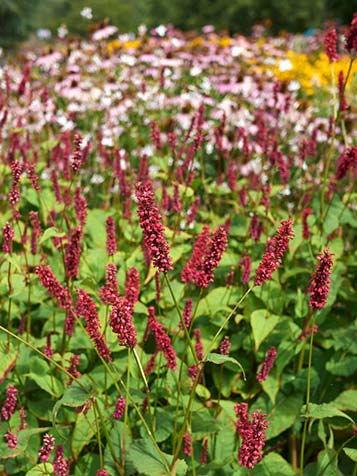 Persicaria amplexicaulis is een snelle groeier met een rijke bloei in de zomer