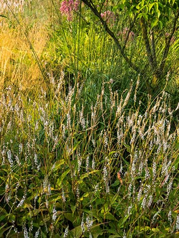 Persicaria amplexicaulis geeft veel kleur aan uw border of tuin