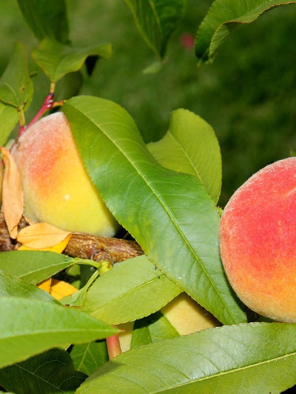 zet de perzikboom op een zonnige beschutte plek