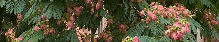 Perzische slaapboom is een bijzondere boom met een lange bloei in de zomer