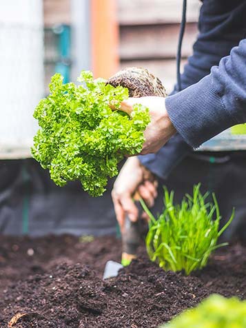 peterselie plant verzorgen in de moestuin is winterhard voor 2 jaar