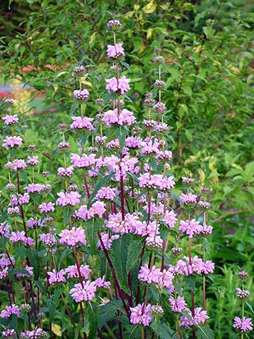 De roze bloeiende phlomis wordt een stuk hoger dan de geelbloeiende russeliana en heeft daarnaast opvallende purper gekleurde bloemstelen