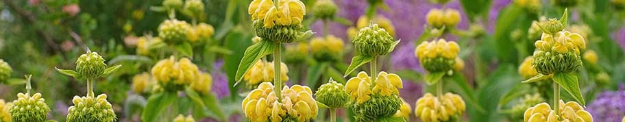 Phlomis is een sterke vaste plant met een uitgesproken bloeiwijze