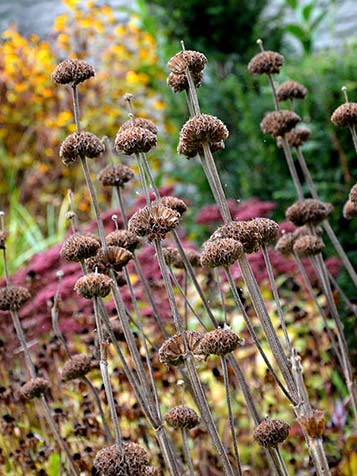 Niet alleen de bloemen van phlomis zijn fraai, ook de zaaddozen mogen er zijn