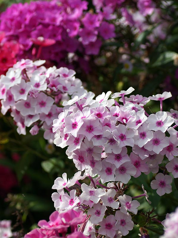 de opstaande phlox is wel bladverliezend en sterft af in de winter