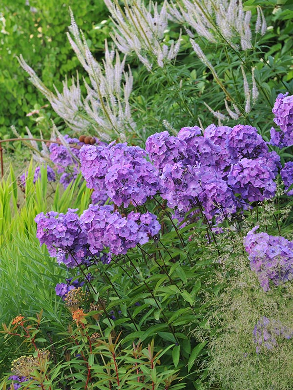 hoge of lage phlox voor in de tuin of border aanplanten