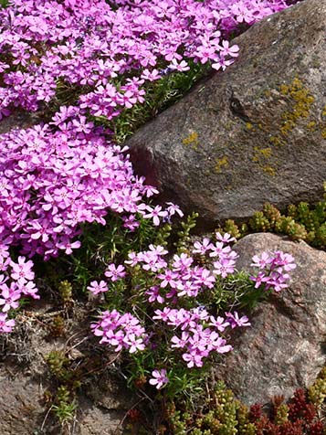 Phlox subulata combineert goed met rotsplanten 