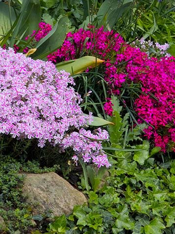 Phlox subulata combineren met vaste planten