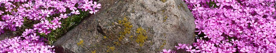 Phlox subulata is een rotsplant