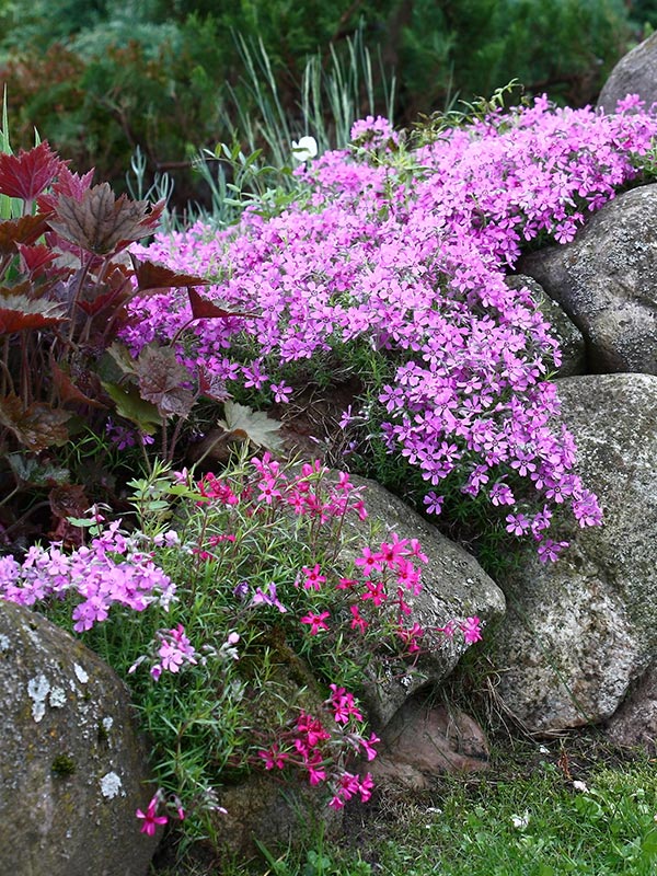 de laagblijvende kruipende phlox is bijna wintergroen