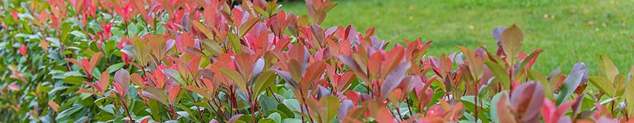 photinia fraseri red robin staat graag in de zon en op een beschutte plaats