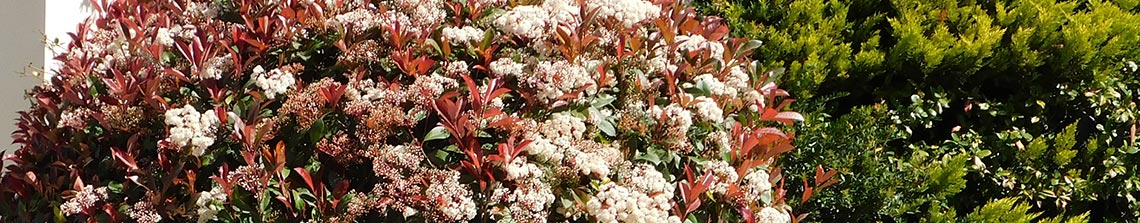 Photinia is een kleurrijke struik, heester of kleine boom met vaak rood uitlopende bladeren