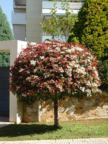 Jonge bladeren van de photinia hebben een rode kleur en volwassen blad is groen van kleur