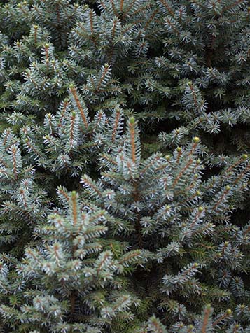 Picea omorika als dwergvorm