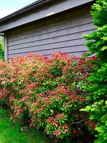 De meeste soorten Pieris japonica zijn traag groeiend en passen in elke tuin