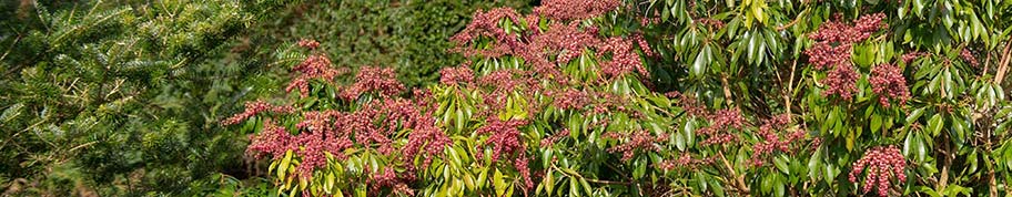 Pieris japonica is een kleurrijke wintergroene of groenblijvende heester met bloemen in het voorjaar