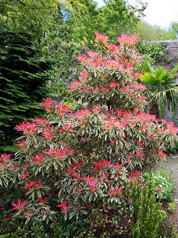 De nieuwe scheuten van Pieris japonica is vaak rood of oranje gekleurd