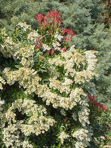 Pieris japonica is een zuurminnende plant die houdt van een humusrijke grond