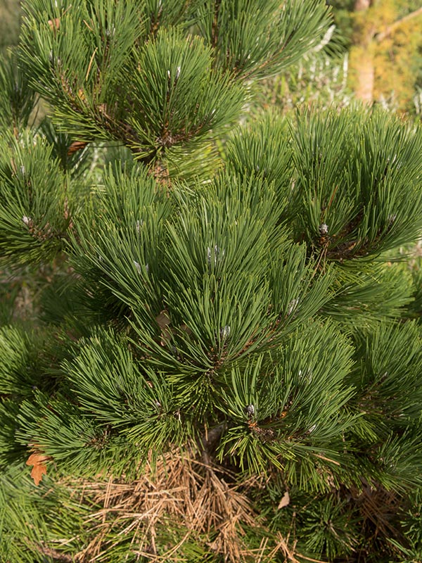 Naaldbomen in pot kan je het hele jaar door aanplanten